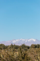 Olive tree and Atlans Mountains, Morocco