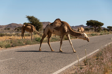 Camels on the road in Morocco