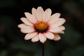 Obraz premium A close up of a flower with a yellow center and pink petals