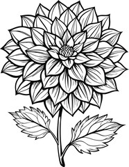 dahlia flowers line art on white background