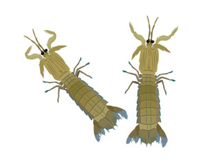 mantis shrimp on a white background.