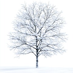 Obraz premium Snow-Covered Tree Standing Alone in a White Winter Landscape