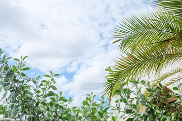 Fototapeta premium Palm Tree branch with leaves in front of blue sunny sky, tree with green branches against cloudless blue sky in sunshine, summer vacation concept.