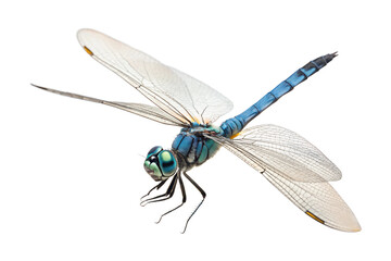 Front view, Blue Dasher, is spreading its wings and flying, isolated on a transparent background