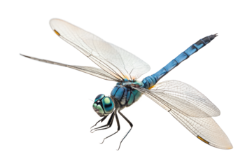 Front view, Blue Dasher, is spreading its wings and flying, isolated on a transparent background