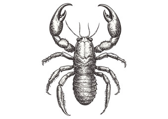 Hand-drawn scorpion, aquatic animal, vintage art, black sketch effect, illustration, vector, wildlife, antique style, rodent, print design, trendy, white background, engraving, nature.