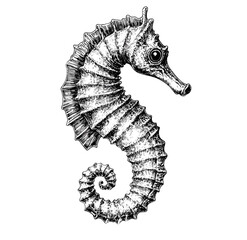 Hand-drawn seahorse in old engraving style, black sketch effect, aquatic art, wildlife print, vintage illustration, trendy design, ocean decor, marine life print