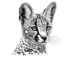 Hand-drawn serval wildlife illustration, black sketch effect, trendy animal art, vintage wall decor, white background, wildlife art, nature wall art, engraving style decor.