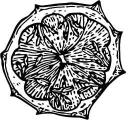 Fruit. Hand drawn vector isolated engraved sketch. Horned melon
