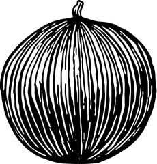 Fruit. Hand drawn vector isolated engraved sketch. Muskmelon 