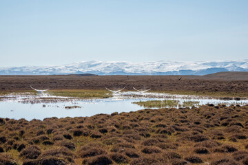 Wild swans fly over the swamp.