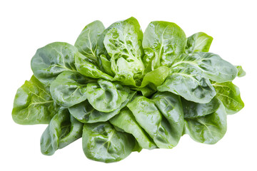 Fototapeta premium Lettuce PNG