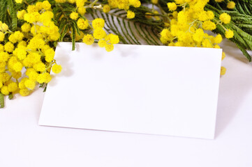 Spring background - white card with free space for text in the mimosa flowers, spring background suitable for Easter, 8 March, Mothers day