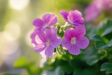 Fototapeta premium A close-up shot of a pink flower surrounded by green leaves