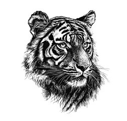Fierce tiger illustration, vintage art, black sketch, old engraving style, predator print design, antique style, wildlife vector, trendy illustration, wildlife sketch art.