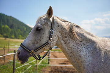 White Arabian horse with small brown spots resting at ranch, closeup detail to head only