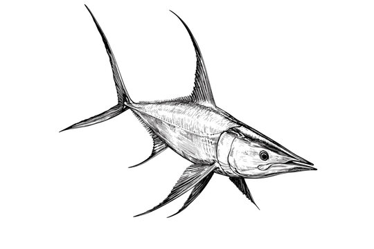 Vintage art of hand-drawn swordfish, aquatic animal illustration, black sketch effect, antique style, wildlife vector print design, white background, rodent.