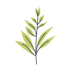 Illustration of plant with long light green leaves. Perfect for creating minimalist plant designs