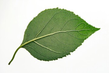 Obraz premium A single green leaf sitting on a pure white surface
