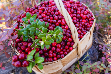 red lingonberries are healthy berries