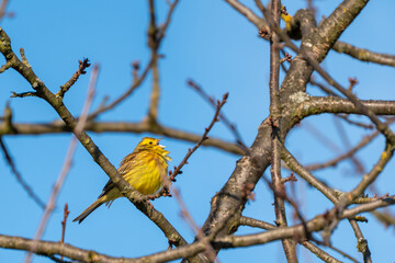 A yellow siskin sits on a branch. against the background of blue sky. The bird is looking down. The sky is blue
