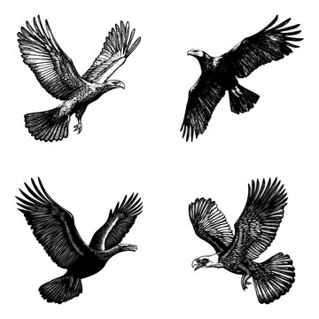 Highly detailed vector illustration of Highly detailed black and white vector illustration of Argentavis magnificens in flight, showcasing massive wingspan and prehistoric bird anatomy.