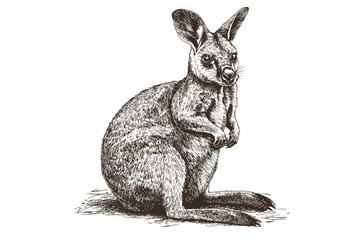 Vintage art illustration of a hand-drawn wallaby, aquatic animal sketch, black and white vector print design, antique style, wildlife rodent, trendy wildlife print, wall art decor.