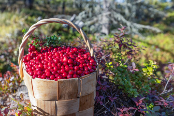 red lingonberries are healthy berries