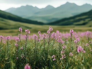 Obraz premium Golden fireweed fields growing in an abandoned wild landscape, resilience of nature