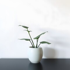 White flower in vase