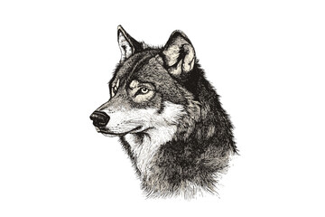 Vintage art wolf in old engraving style, black sketch effect, predator illustration, forest animal, wildlife vector, antique style, trendy print design, white background, wildlife artwork.