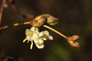 Flowers of the japanese honeysuckle (Saxifraga japonica)