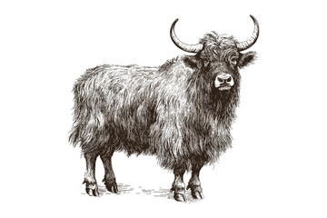 Large animal hand-drawn in black sketch effect, wildlife illustration, old engraving, antique style, trendy vector design, vintage art, yak, white background, wild animal.