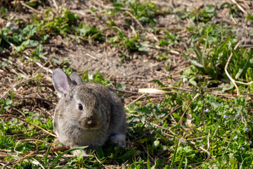 A rabbit amidst greenery
