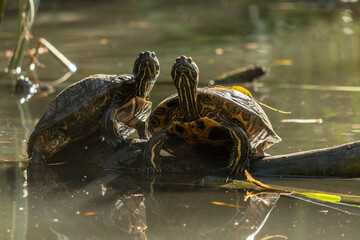 2 Tortues dans une marre