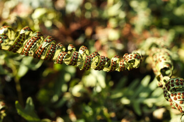 Close up of green fern leaves in the garden