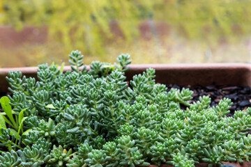 Sedum dasyphyllum in a pot