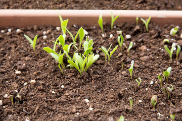 Green sprouts in hanging planter in springtime