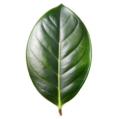 Glossy Magnolia Leaf on White Background