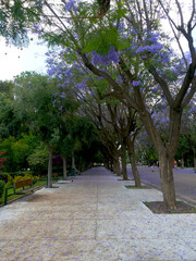 Blooming jacaranda in Athens — Spring alley.
A picturesque alley in Athens, surrounded by flowering jacaranda trees. 