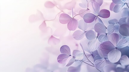 Obraz premium Soft Hydrangea Dream: Delicate Floral Beauty in Pastel Purple and Pink