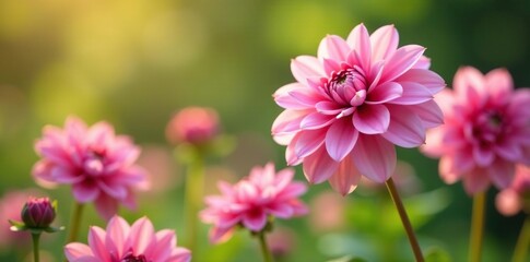 Obraz premium Pink dahlias sway gently in the summer breeze, flower stems,, dahlia flowers