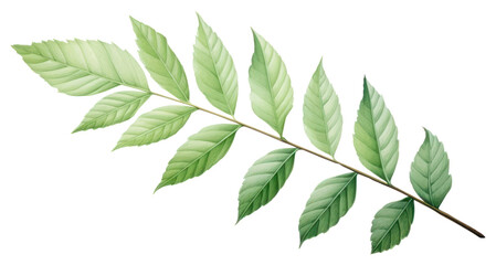 Fototapeta premium PNG Ash leaf plant green herbs.