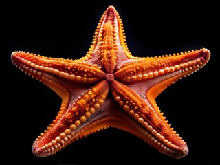 Vivid Tropical Starfish, Colorful Sea Star, Isolated Black Background, Underwater Macro Photography, Ocean Life,  Sea Animal,  High Resolution Image
