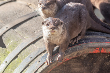 Otter facing the camera