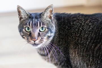 Tabby cat looking shyly at camera