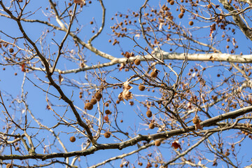 Plane tree branches with dry seed pods in winter