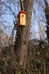 wooden birdhouse on tree with damaged entrance hole