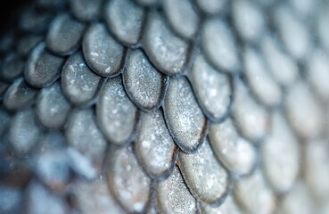 Macro photo shows bream fish scales texture. Pale gray, silver color. Rough, uneven surface with dotted lateral lines. Shiny biology background fresh from nature, toned with retro, vintage film
