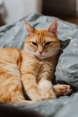A closeup shows a fluffy orange cat comfortably laying on a plush bed, enjoying its cozy surroundings and peacefully relaxing in its favorite spot, showcasing its content demeanor